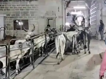 કચ્છથી દ્વારકા ઠાકરજીના દર્શન માટે 450 કિ.મી.ની ગૌ પદયાત્રા