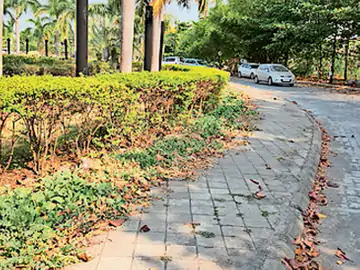 તાપી જિલ્લા સેવા સદનમાં સફાઈના અભાવે ફૂટપાથ પર ઘાસનો કબજો