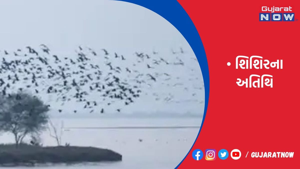 વઢવાણા તળાવ અંદાજે 135 પ્રજાતિનાં યાયાવર પક્ષીઓ માટે સુરક્ષિત વિશ્વ