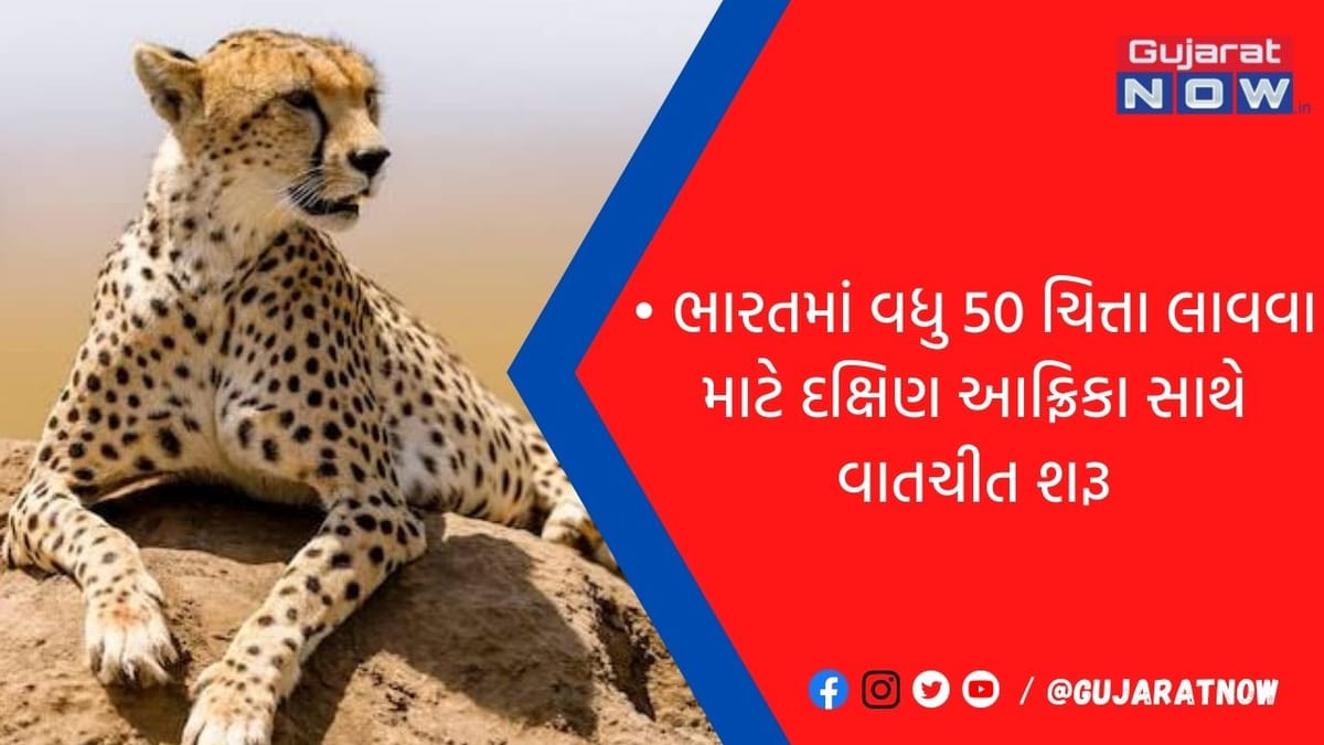 ભારતમાં વધુ 50 ચિત્તા લાવવા માટે દક્ષિણ આફ્રિકા સાથે વાતચીત શરૂ