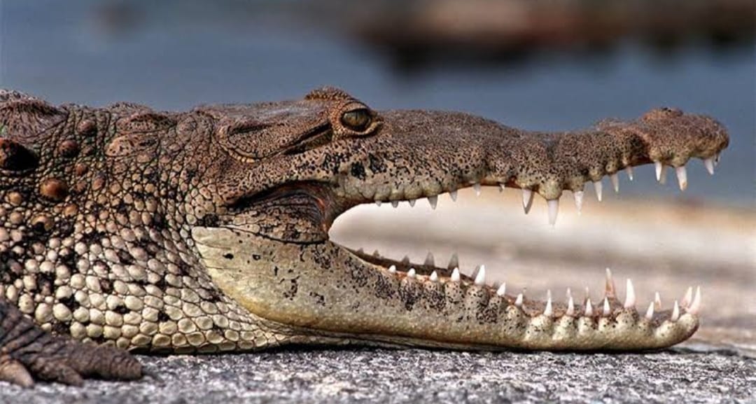 છેક તમિલનાડુથી ગુજરાત કેમ આવી રહ્યા છે 1000 મગર? મુકેશ અંબાણી સાથે છે કનેક્શન