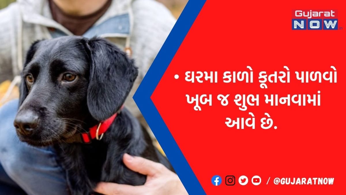ઘરે કાળો કૂતરો પાળવો માનવામાં આવે છે શુભ, આ દેવી-દેવતાઓ થશે પ્રસન્ન, ગ્રહ-દોષ થશે દૂર