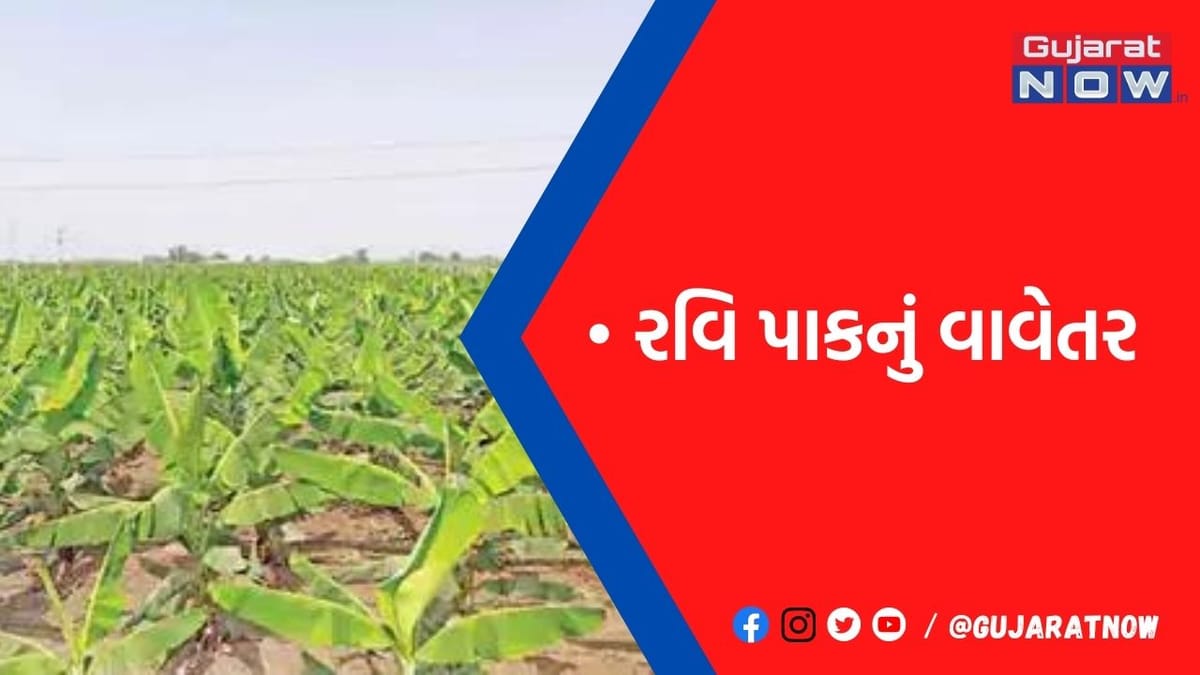રાજકોટ જિલ્લામાં સીઝનનું કુલ 2.30 લાખ હેક્ટરમાં વાવેતર કરાયું