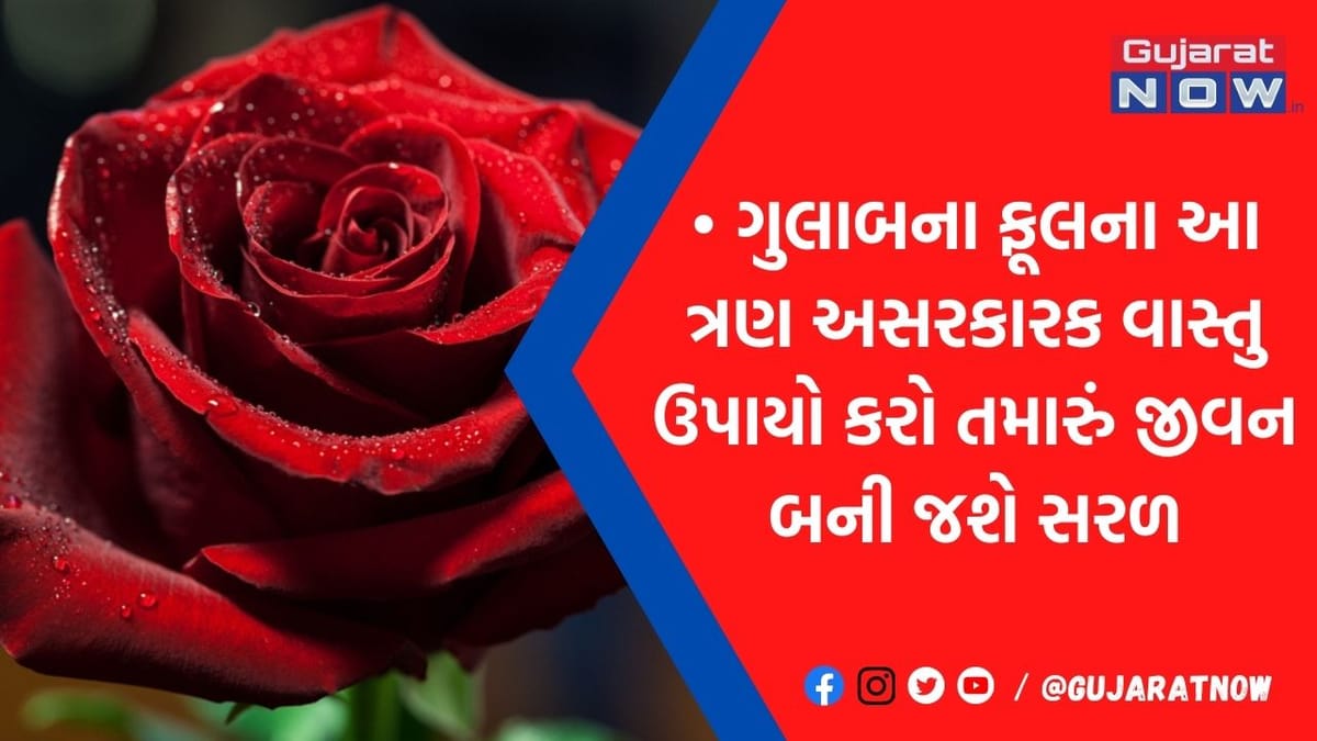 તમારા સૂતેલા ભાગ્યને જગાડશે ગુલાબના ફૂલના આ ત્રણ ઉપાય, નોકરી-વેપારમાં થશે ઉન્નતિ