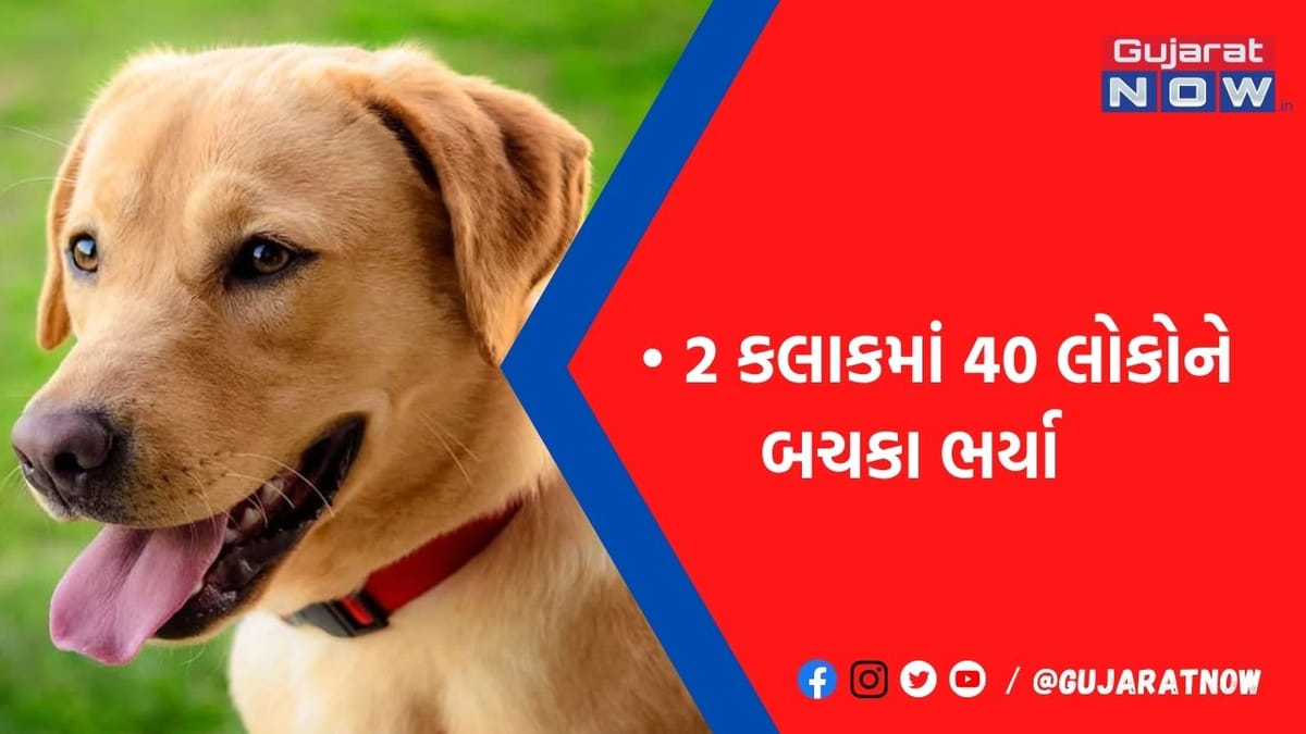બાપ રે! 2 જ કલાકમાં કૂતરાંએ 40 લોકોને બચકાં ભર્યા! ઇમરજન્સી વોર્ડ હાઉસફૂલ