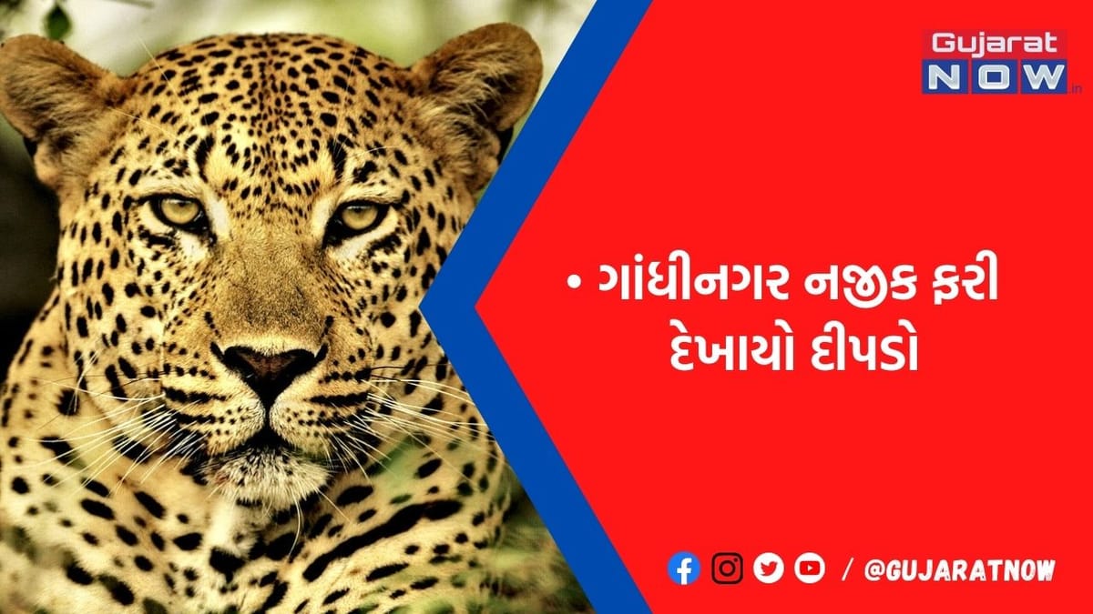 ગાંધીનગરમાં રહેતા લોકો સાચવજો: ત્રણ જ દિવસમાં ફરી દેખાયો દીપડો