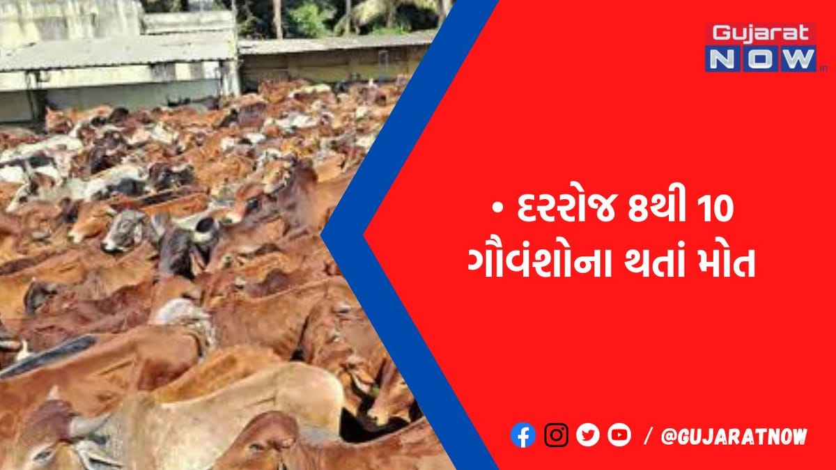 દરરોજ 8થી 10 ગૌવંશોના થતાં મોત- તંત્ર દ્વારા હળવાશથી લેવામાં આવી રહ્યું છે