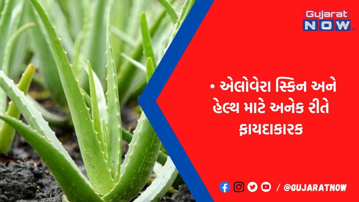 કબજિયાતથી લઈને દાંતની કેવિટી સુધી આ બીમારીઓ માટે રામબાણ છે એલોવેરા, જાણો કેવી રીતે કરશો સેવન