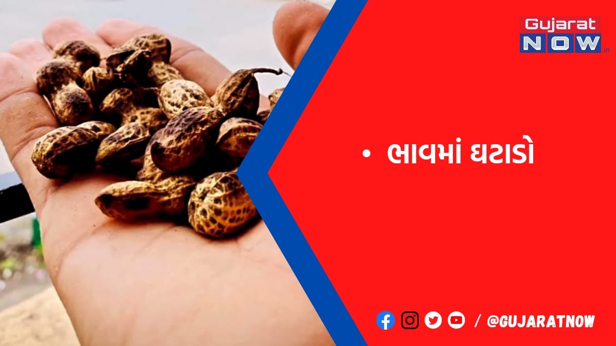 મગફળીના ભાવમાં એક દિવસમાં 116નો ઘટાડો
