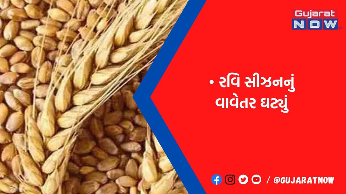 ગુજરાતમાં 44,72,822 હે.માં વાવણી ઘઉં, ચણા, જુવાર, જીરૂં અને શેરડીનું વાવેતર ઘટ્યું