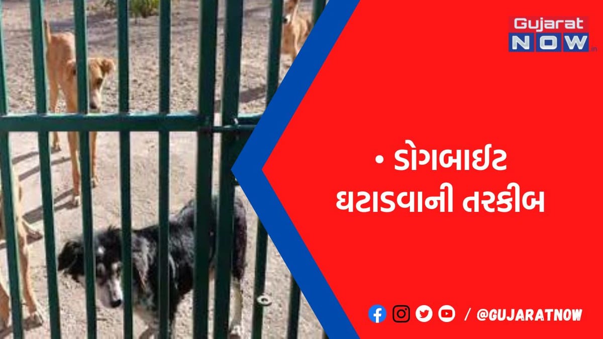 કરડતા શ્વાનોની આક્રમકતા ઘટાડવા રિહેબ સેન્ટર, 25 દિવસથી દોઢ માસ રાખી ‘ફ્રેન્ડલી’ બનાવાઈ છે