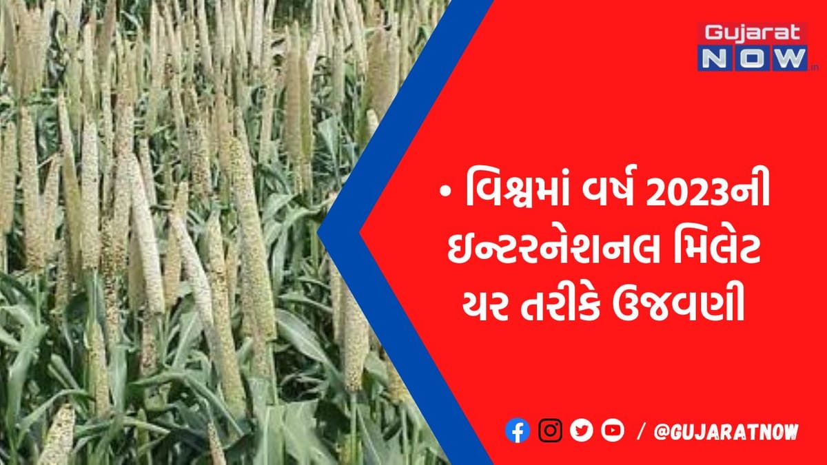 સરકાર ખેડૂતો પાસેથી ઘઉંની સાથે જાડું ધાન્ય (મિલેટ્સ) ટેકાના ભાવે ખરીદશે