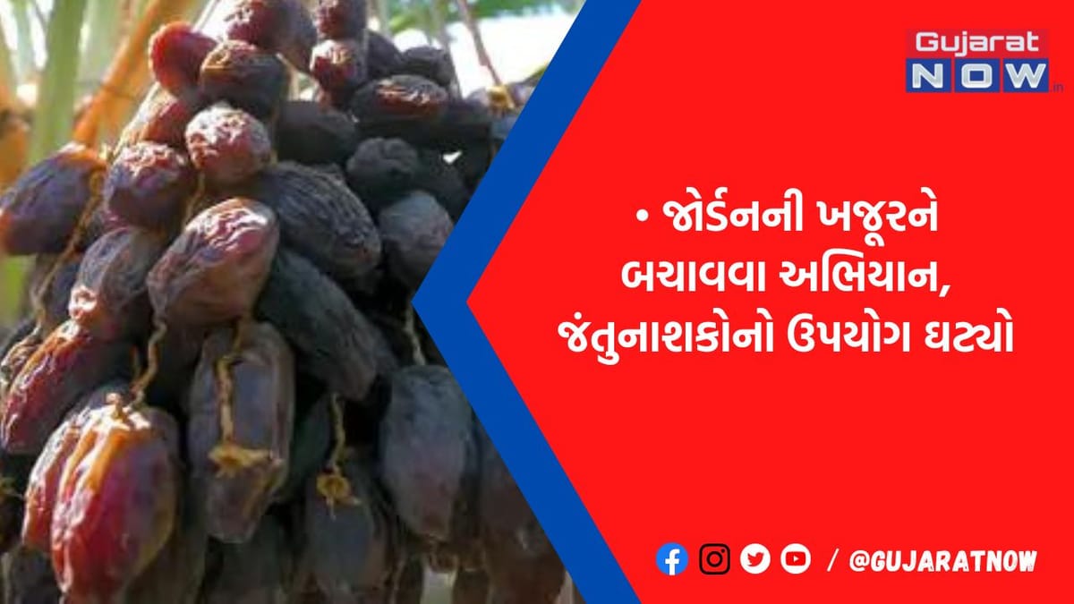 જાેર્ડનની ખજૂર ખતમ થવાને આરે હતી, AIએ અવાજથી લાલ જંતુને ઓળખ્યા, સ્કેન કરીને 7 લાખ વૃક્ષ બચાવ્યાં