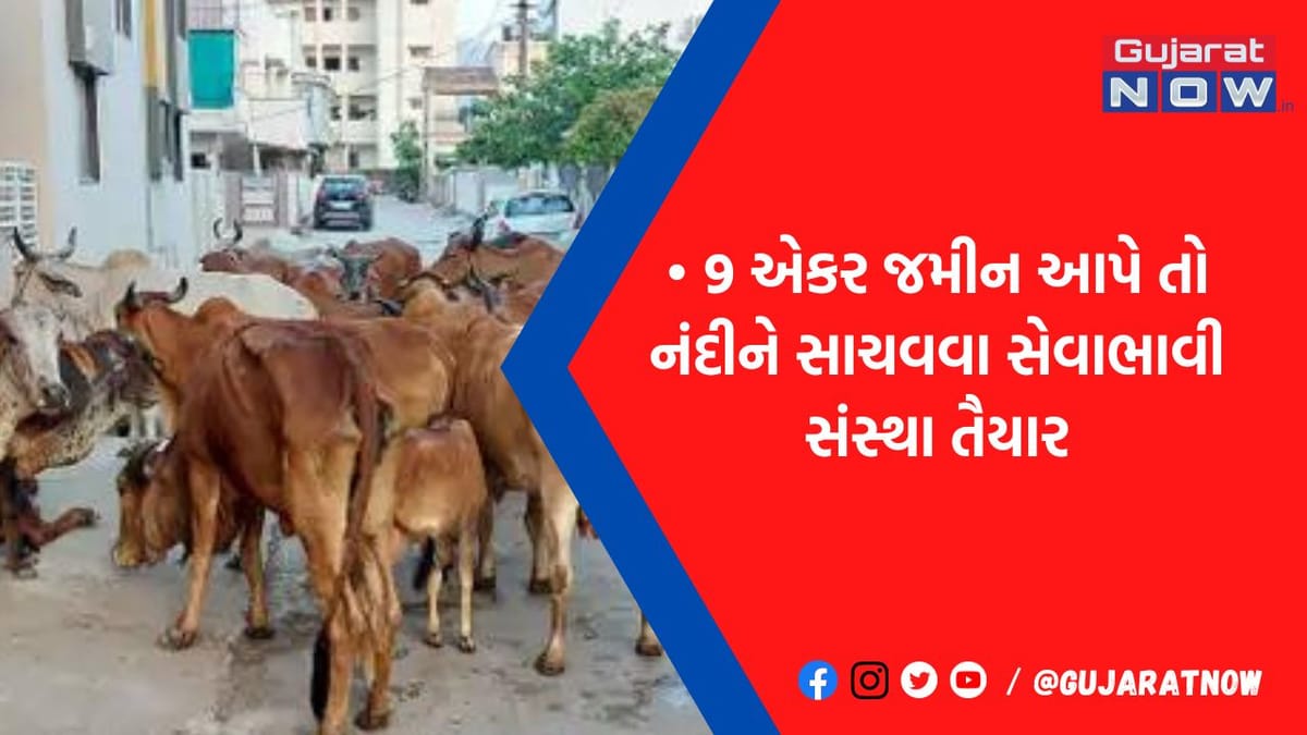 જૂનાગઢને નંદીમુક્ત કરવાની મનપાને ઇચ્છા નથી