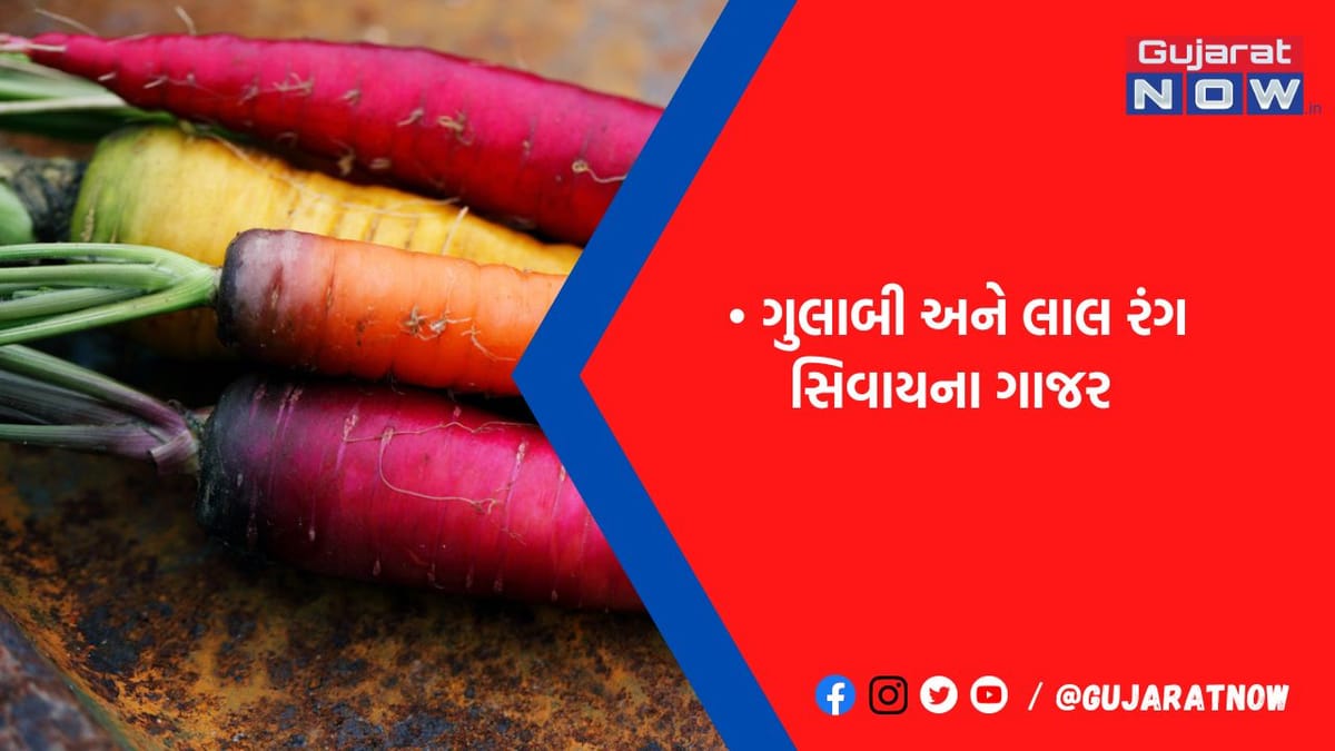 બનારસમાં ઉગે છે એવું ગાજર જેનો સ્વાદ છે રેડ વાઈન જેવો, સાત રંગના આ ગાજરમાં છે પૌષ્ટિક તત્વો