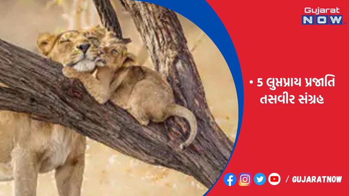 સિંહની તસવીરમાં દેશમાંથી રાજકોટના ફોટોગ્રાફરની પસંદગી