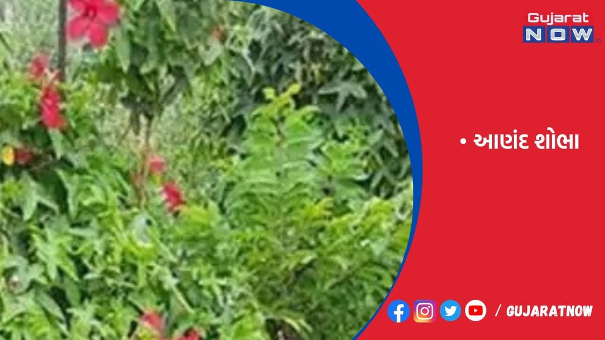 ભીંડાના છોડ પર હવે ભીંડા નહીં ફૂલ આવશે