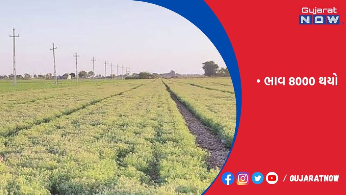 વિદેશમાં સૌરાષ્ટ્રના જીરુંની માંગ વધી