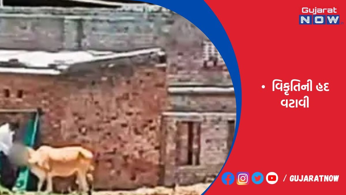 જસદણના સાણથલીમાં વિકૃત શખ્સે ગાય સાથે સૃષ્ટિવિરુદ્ધનું કૃત્ય આચર્યું