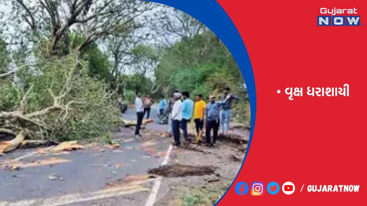 ટંકારાના ઘૂ નડા ખાનપરથી રોહીશાળા જવાના માર્ગે તોતિંગ લીમડો ધરાશાયી