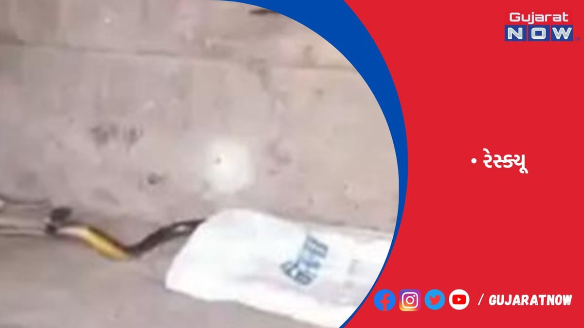 આટકોટમાં લાખાવડમાં મકાનમાં ધામણ દેખાયો, વન વિભાગે રેસ્ક્યૂ કર્યો