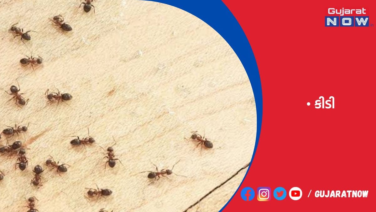 યુરોપમાં લાલ કીડીઓથી કારો, કોમ્પ્યુટરો નષ્ટ થવાનો ખતરો