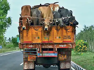 પશુઓને વાહનોમાં ભરીને લઇ જવાથી સુપર બગનો ખતરો