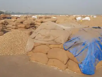રાજકોટ યાર્ડ મગફળીથી ઉભરાયું