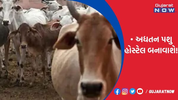 લસકાણા પાસે 23 હજાર મી.માં અદ્યતન પશુ હોસ્ટેલ બનાવાશે!