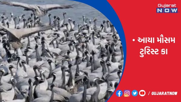 કિર્તીમંદિરે માનવી, તળાવે વિદેશી પક્ષીનો શંભુમેળો