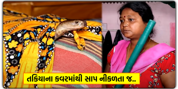 સુતી વખતે તકિયા ઉપર માથું નાખતા જ અંદરથી નીકળ્યો કોબ્રા સાપ!