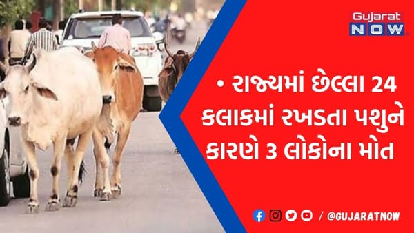 ગુજરાતમાં 'રખડતાં આતંક'થી મુક્તિ ક્યારે? 24 જ કલાકમાં સુરત અને પાટણથી આવ્યા ચોંકાવનારા સમાચાર