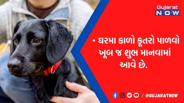 ઘરે કાળો કૂતરો પાળવો માનવામાં આવે છે શુભ, આ દેવી-દેવતાઓ થશે પ્રસન્ન, ગ્રહ-દોષ થશે દૂર