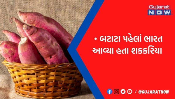 શકકરિયા ઠંડીની ઋતુમાં બીમારીઓ સામે રક્ષણ આપે છે