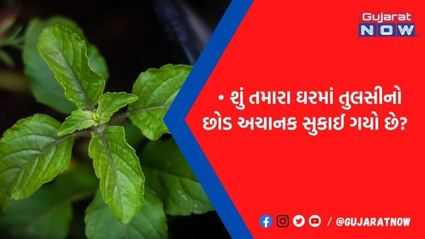 તુલસીના છોડના આ સંકેતોને ન કરશો નજરઅંદાજ, નહીંતર ઘટી શકે છે અઘટીત ઘટના