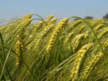 નિકાસ પર પ્રતિબંધથી લોટમાં કિલોએ રૂ.10 વધ્યા ઘઉંમાં હજુ રૂ.100 વધી શકે : 80 મિલમાં 16 કલાક સુધીની શિફ્ટ ઘટી ગઈ