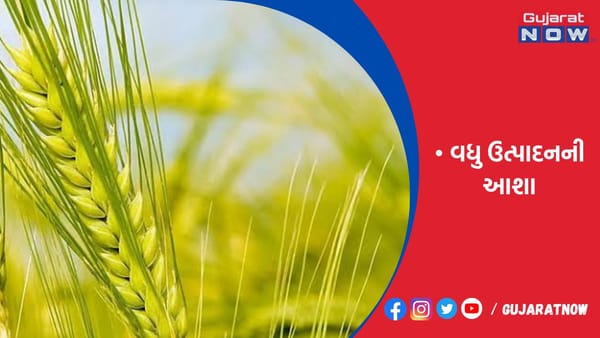 દેશમાં વર્ષ 2022-23માં રેકોર્ડ 11.2 કરોડ ટન ઘઉંનું ઉત્પાદન થશે