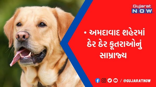 બાળકોને રમવા નથી મોકલી શકતા-બાઇક પર પણ બીક લાગે છે: શ્વાનથી પરેશાન અમદાવાદીઓની વ્યથા