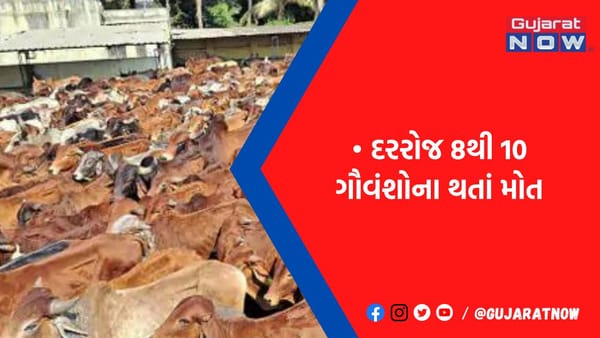 દરરોજ 8થી 10 ગૌવંશોના થતાં મોત- તંત્ર દ્વારા હળવાશથી લેવામાં આવી રહ્યું છે