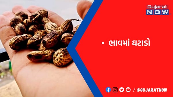 મગફળીના ભાવમાં એક દિવસમાં 116નો ઘટાડો