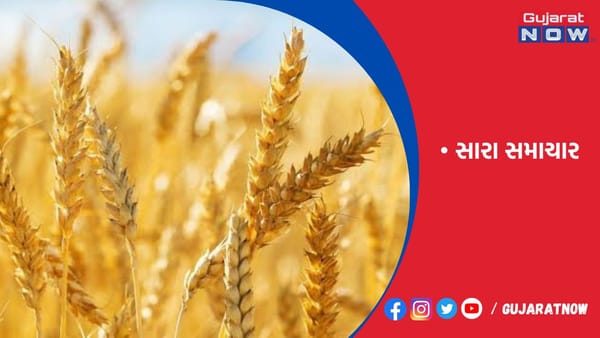 ઘઉં પાકની સાનુકૂળ સ્થિતિ સરકાર 40 મિ. ટન ખરીદશે