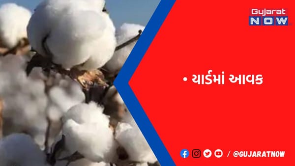 જીરુંના ભાવે 6400ની સપાટી જાળવી, કપાસની આવક ઘટી