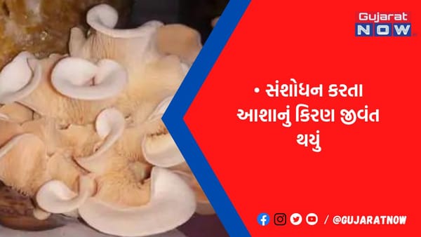 કચ્છના રણમાં મશરૂમની ખેતી કરતા વૈજ્ઞાનિકોએ શોધ્યું કેન્સરમાં ઉપયોગી દુર્લભ તત્વ ‘એસ્ટાટાઈન’