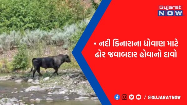 અમેિરકા: જંગલોમાં હેલિકોપ્ટરમાંથી ગાયો પર ફાયરિંગ