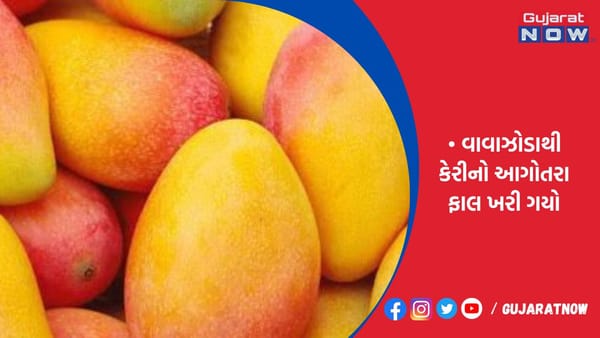 કેરીની સિઝન મોડી અને મોંઘી થવાની શક્યતા