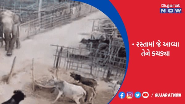 નેપાળથી બિહારમાં ઘૂસેલા હાથીઓનો આતંક
