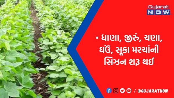 આગોતરું-મોડું વાવેતર થતા આ વર્ષે યાર્ડમાં જણસીની આવક કટકે કટકે