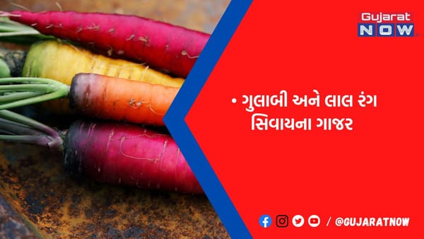 બનારસમાં ઉગે છે એવું ગાજર જેનો સ્વાદ છે રેડ વાઈન જેવો, સાત રંગના આ ગાજરમાં છે પૌષ્ટિક તત્વો