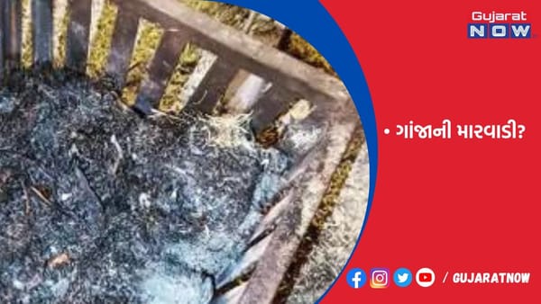મારવાડીના કેમ્પસમાં ગાંજાના વાવેતરની અફવા!