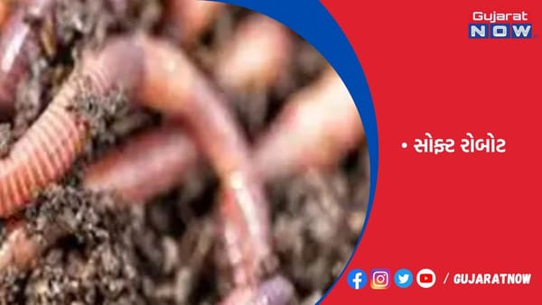 વિજ્ઞાનીઓ દ્વારા નિર્મિત રોબોટિક અળસિયા ચિકિત્સા, રક્ષા, કૃષિ ક્ષેત્રમાં ઉપયોગી બનશે